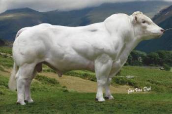 White Farm Dylan - Estimated Breeding Value - What is an EBV?