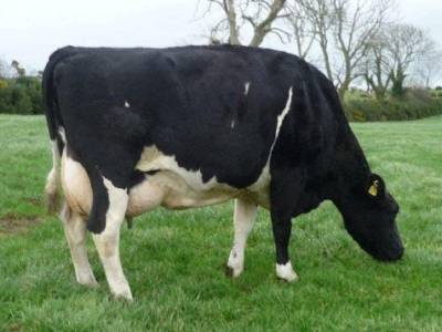 Inch Patrick - Freisian - dairy bull