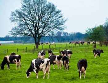 Breeding Dairy - Genomics