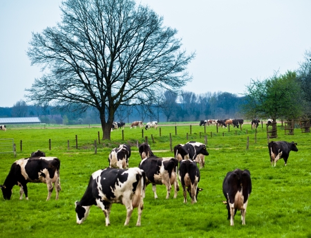 Breeding dairy using genomics for a better herd