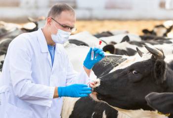 IBR - infectious bovine rhinotracheiti