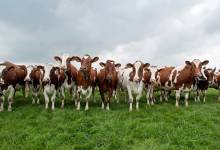 Ayrshire - Dairy Breed