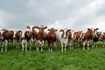 Ayrshire Dairy Breeds