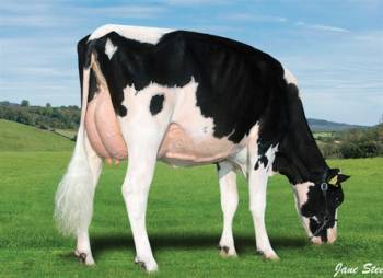 Holstein - Dairy Cattle Breeds