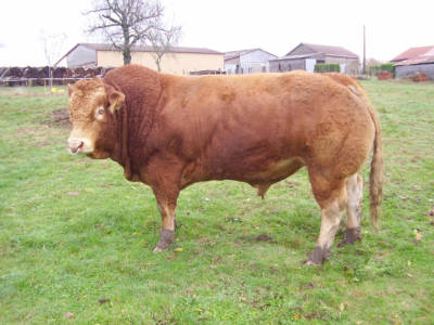 Bolide - Limousin - Beef Sire