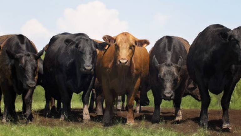 Beef Efficiency Scheme in Scotland Welcomes Changes to Tissue Tagging