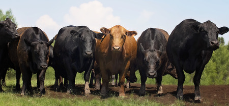 Beef Efficiency Scheme in Scotland Welcomes Changes to Tissue Tagging