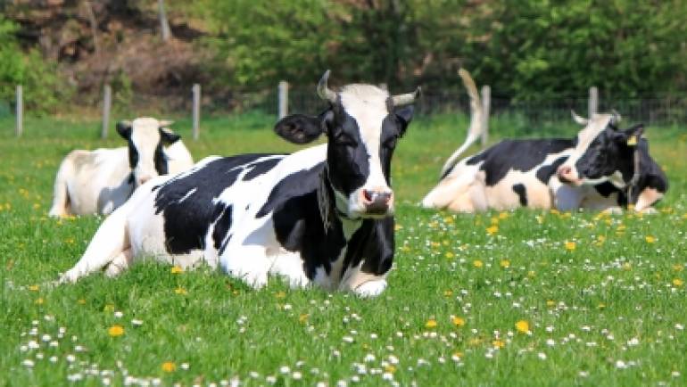 Dairy farming in Ireland needs 6,000 new entrants