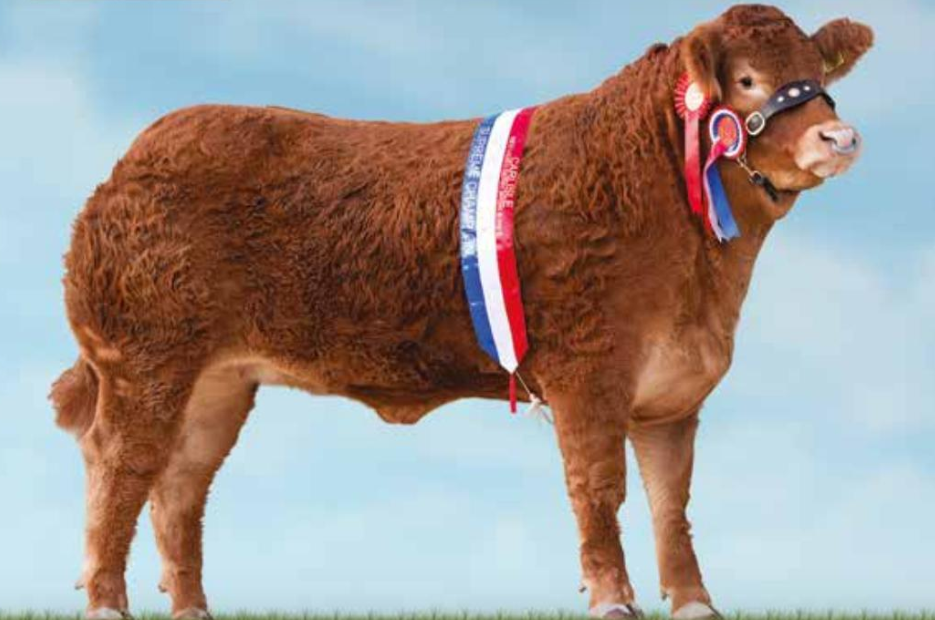 Limousin Cattle – Red Ladies Derby