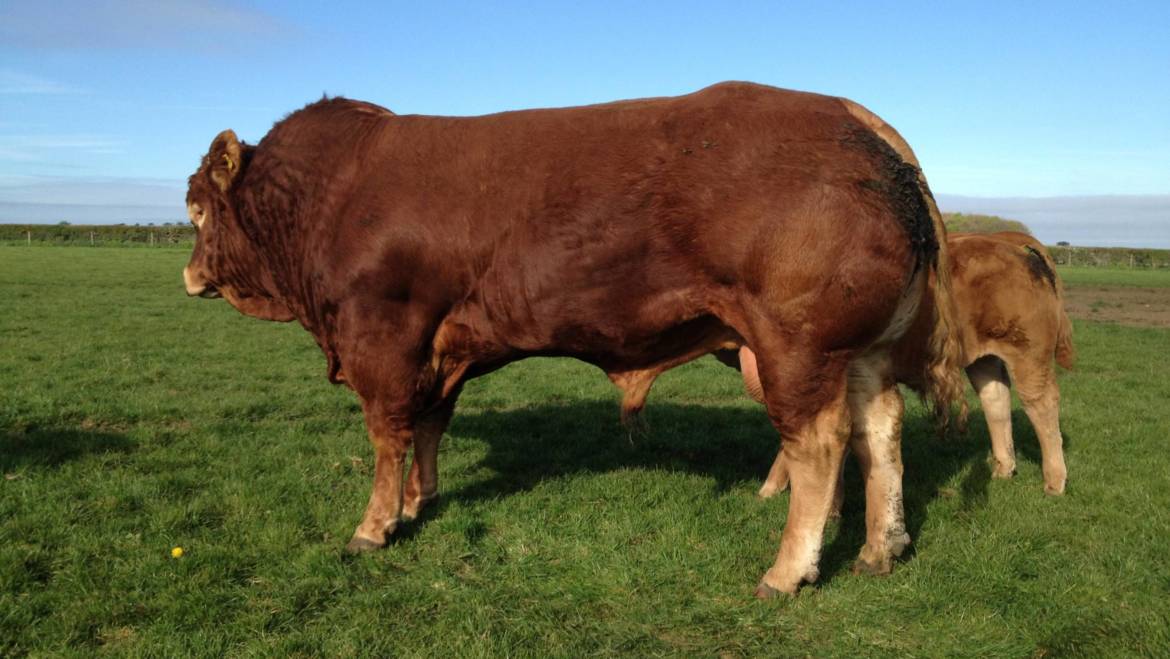 EBV accuracy improvement set to benefit Limousin breeders